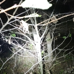 Prionailurus bengalensis