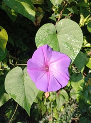 Ipomoea mitchelliae