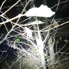 Prionailurus bengalensis