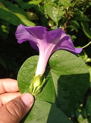 Ipomoea mitchelliae