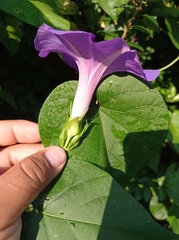 Ipomoea mitchelliae
