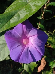 Ipomoea mitchelliae