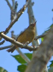 Diglossa baritula