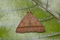 Ugia
