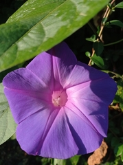 Ipomoea mitchelliae