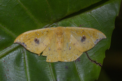 Tridrepana fulvata