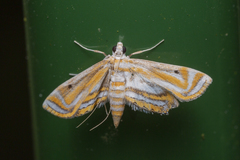 Parapoynx villidalis
