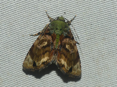Drobeta