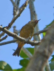 Diglossa baritula