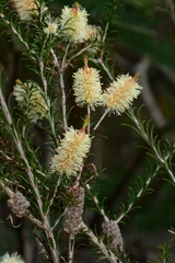 Melaleuca parvistaminea