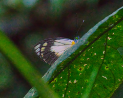 Leptophobia caesia tenuicornis