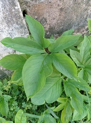 Xanthosoma wendlandii