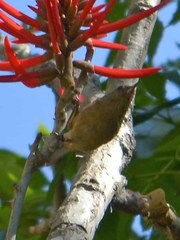 Diglossa baritula