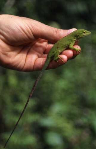 Anolis biporcatus