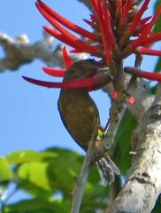 Diglossa baritula