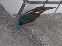 Alcedo