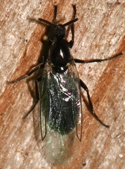 Scatopse notata