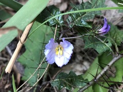 Solanum prinophyllum