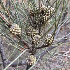 Casuarina pauper