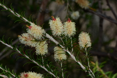 Melaleuca parvistaminea