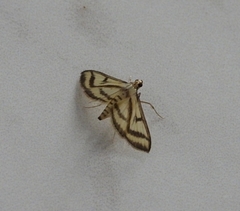 Perisyntrocha anialis
