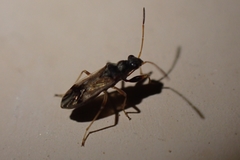 Pseudopachybrachius guttus