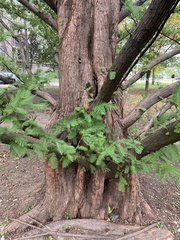 Metasequoia glyptostroboides