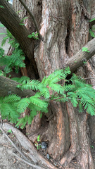Metasequoia glyptostroboides