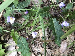 Solanum prinophyllum