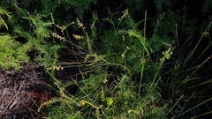 Sphaerolobium vimineum