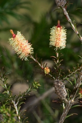 Melaleuca parvistaminea