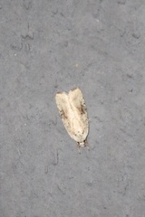 Agonopterix nervosa