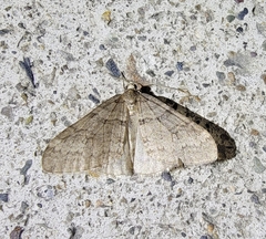 Operophtera relegata