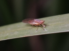Trigonometopsis binotata