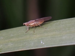 Trigonometopsis binotata