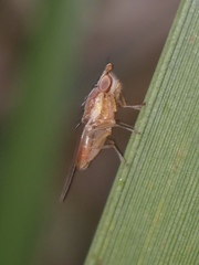 Trigonometopsis binotata