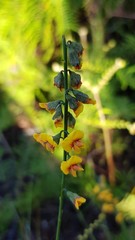 Sphaerolobium vimineum