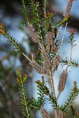 Melaleuca parvistaminea