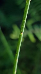 Sphaerolobium vimineum
