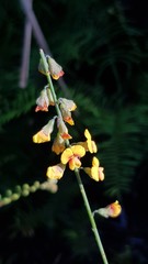 Sphaerolobium vimineum