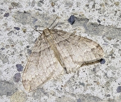 Operophtera brunnea