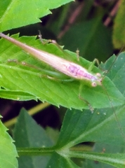 Conocephalus (Anisoptera) fasciatus image