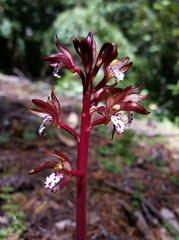 Corallorhiza maculata maculata