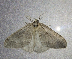 Operophtera brunnea