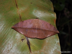 Hypopyra pudens