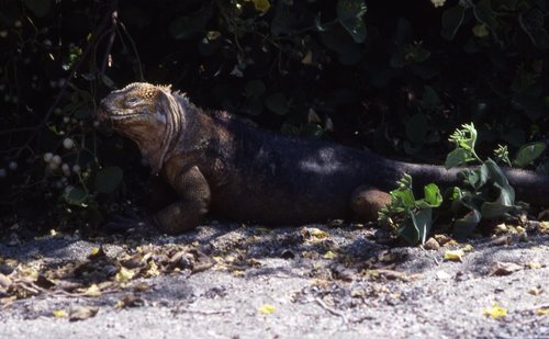 Conolophus subcristatus