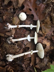 Amanita magnivelaris