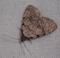 Dyspyralis puncticosta