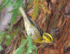 Setophaga townsendi