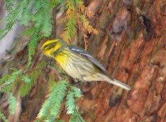 Setophaga townsendi